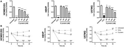 The SARS-CoV-2 envelope protein disrupts barrier function in an in vitro human blood-brain barrier model